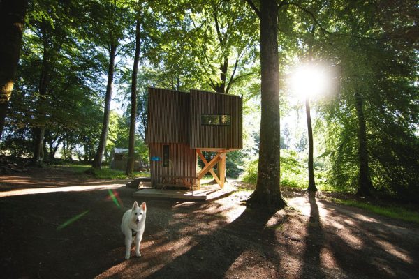 etape-en-foret-vire-chien