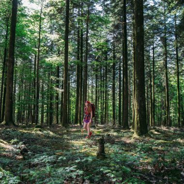 Sur le GR22 dans la foret d'Ecouves