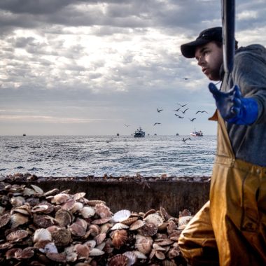 Pêche à la coquille Saint-Jacques en Normandie