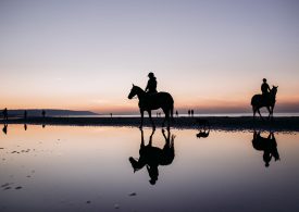 Chevaux sur la plage de Deauville