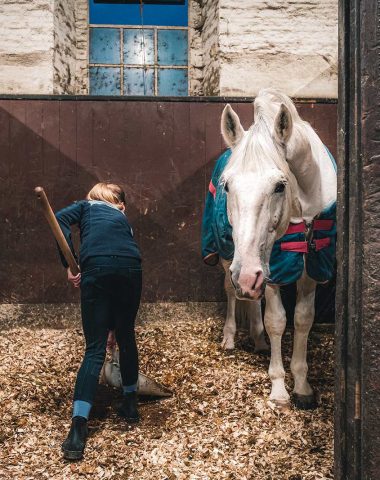 Expérience Soigneur d'un jour au Haras du Pin - © T. Verneuil