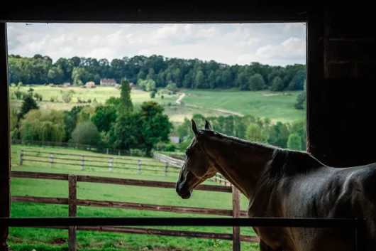 Cheval en Normandie