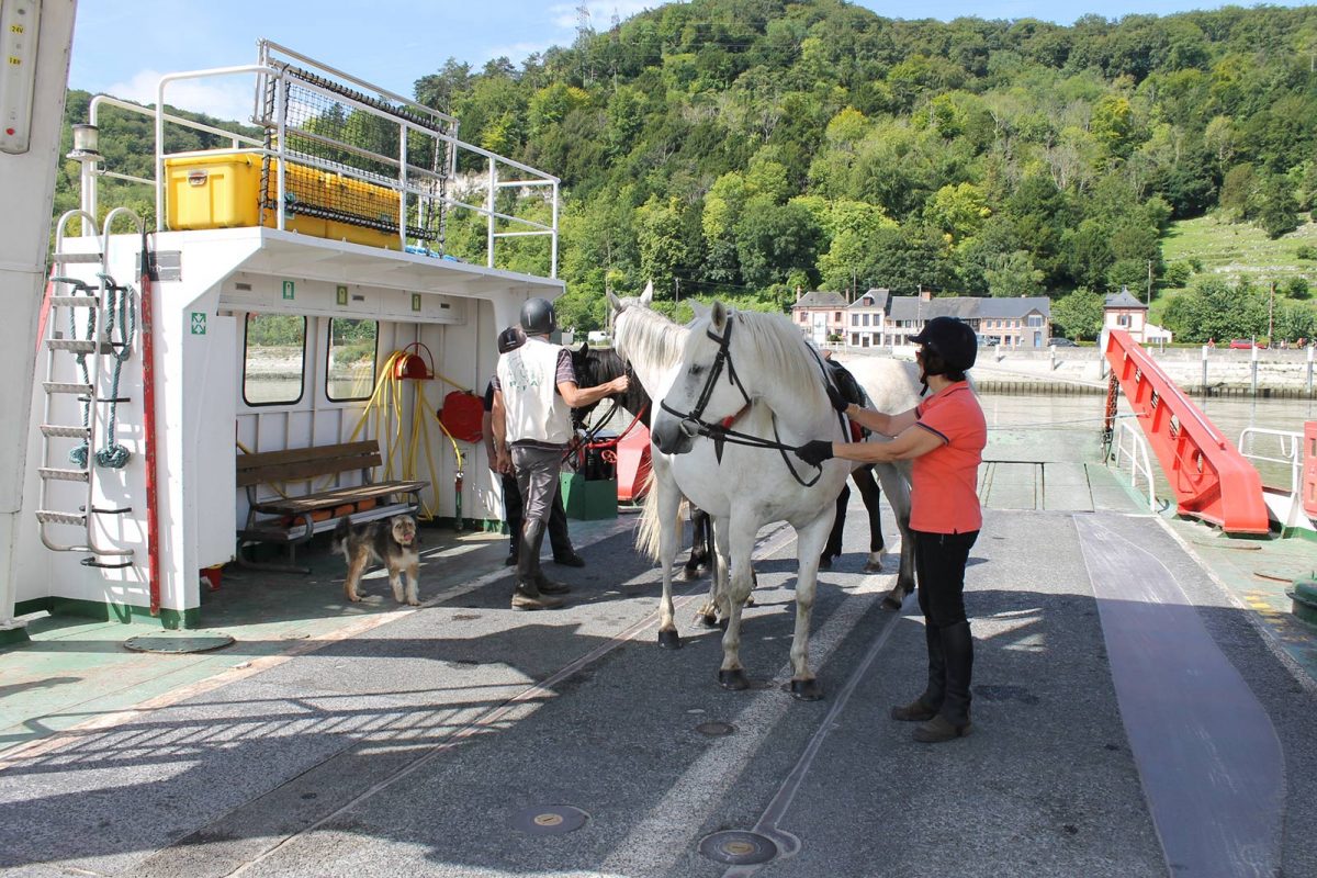 Nettoyage des chevaux avant passage de la Seine